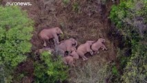 فيديو | قطيع الفيلة البرية المهاجر الذي ينشر الذعر في الصين يأخذ قيلولة