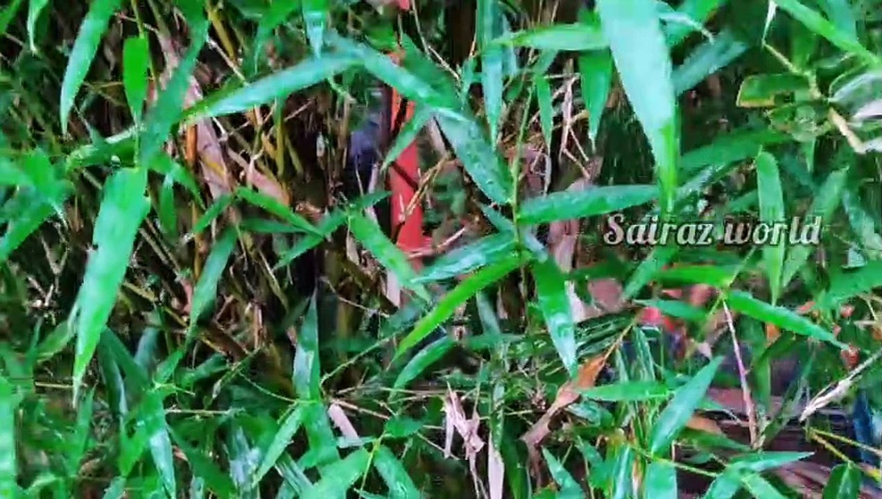7 Varieties Bamboo Plant//Different Types Of Bamboo//Bamboo Plant//Sairaz World