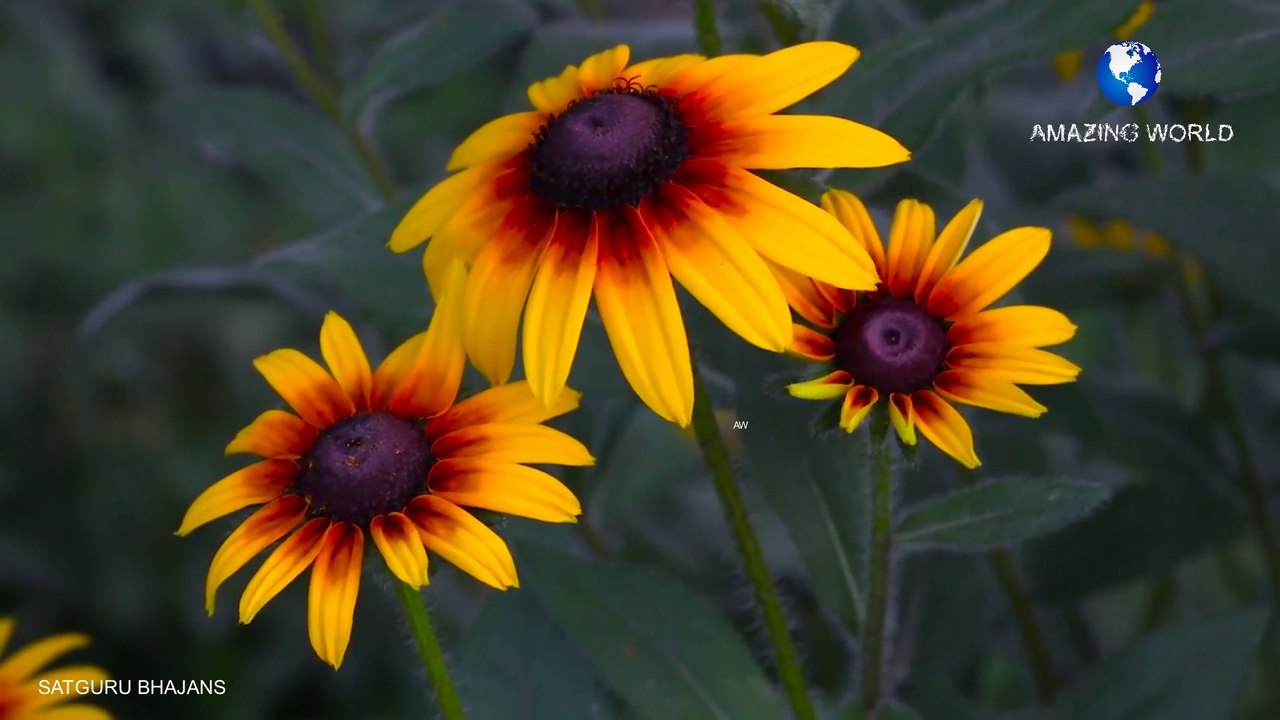 सतगुरु महाराजी भजन | Prem rawat bhajans | Satguruji teri hi raah chalu bhajans | Guru maharaji bhajan | Satguru maharaji bhajans