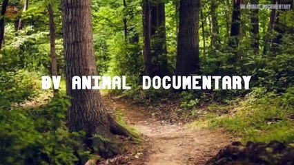 Mother Elephant kills old Lion who try to eat her baby, harsh life of Wild Animals