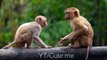 Funny and Cute Monkey Videos Compilation 2021 - Monkey Videos