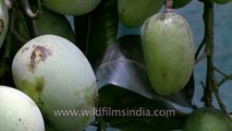 Langda aam_ India grows more mangoes than all other fruits combined