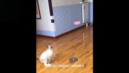 This innocent cat and dog plays with toy funny