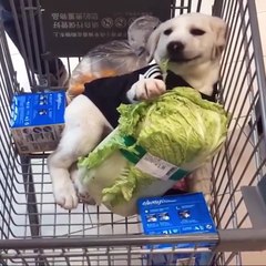 Cute baby animals Videos Compilation cute moment of the animals #69