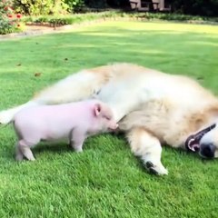 Cute baby animals Videos Compilation cute moment of the animals #76