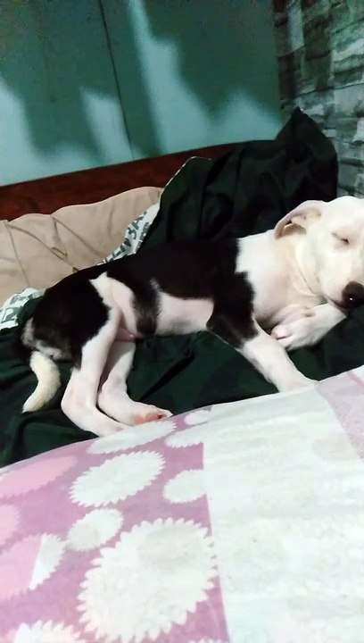 rest well my little waki...always remember momm...