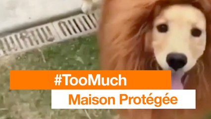 #TooMuch - Maison Protégée - Orange