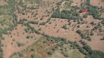Diyarbakır'da 168 ton toz esrar elde edilebilecek 7 milyon 270 bin 752 kök kenevir bitkisi ele geçirildi