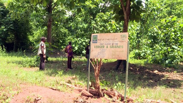 غابة تيني... السبيل الوحيد لإعادة تشجير ساحل العاج