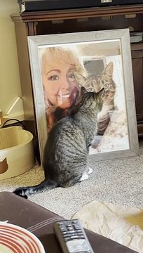 Grieving Cat Misses His Dad