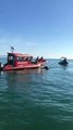 Baleia-jubarte é solta de rede de pesca em Florianópolis e volta a nadar