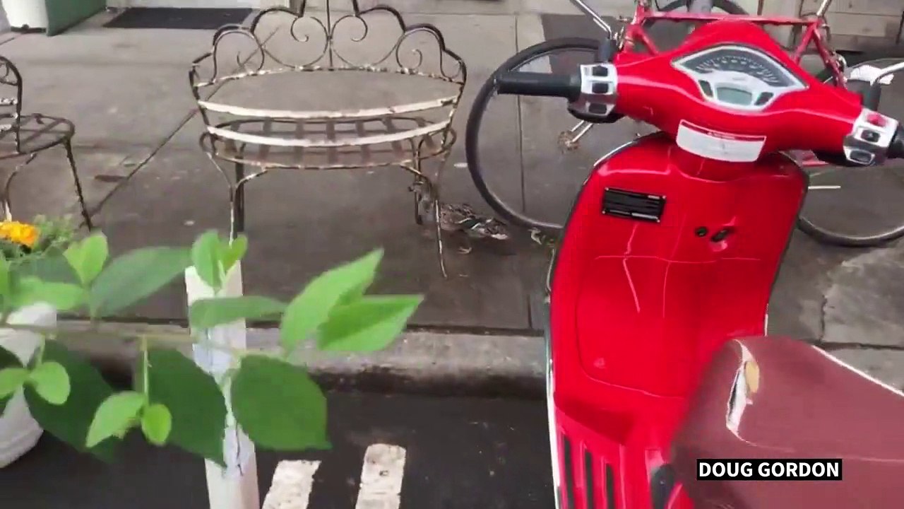 New York: une cane et sa couvée en balade dans la ville