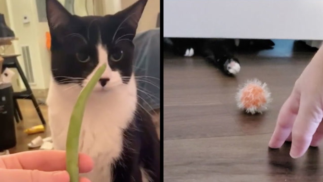 Coconut, The Bringer Of Strange Gifts & Playtime Through The Cracks