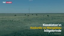 Kazakistan’da olağanüstü kuraklık: 2 bin büyükbaş hayvan telef oldu