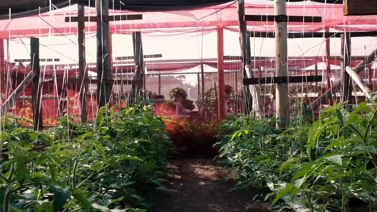 Condução do tomate cereja e pêra em sistema hidropônico
