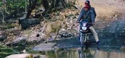 Lions and Humans are best friend in this indian forest । इस भारतीय जंगल में शेर और इंसान सबसे अच्छे दोस्त हैं। Wildlife