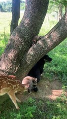 Barnyard Buddies Play under Tree