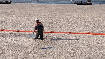 Son Dakika: Farklı noktalardan alınan 550 numunede müsilajın tehlikeli atık olmadığı tespit edildi