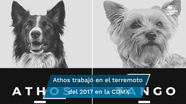 Mueren envenenados Athos y Tango, perritos rescatistas