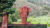 Chine : les aventures d'un troupeau d'éléphants sauvages continuent