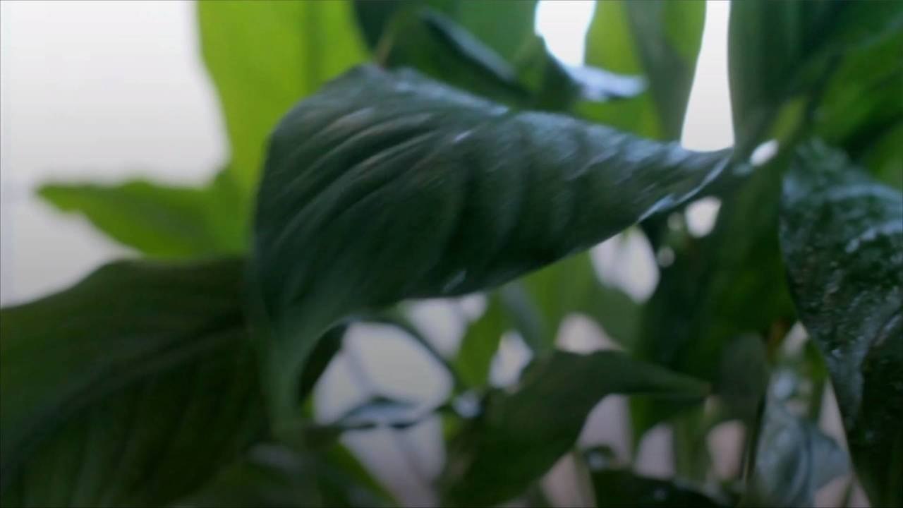 The Easiest Way To Propagate Plants From Cuttings