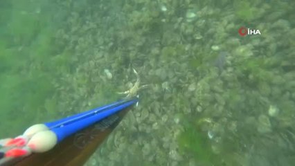 İzmit Körfezi'nin altında ürperten görüntüler