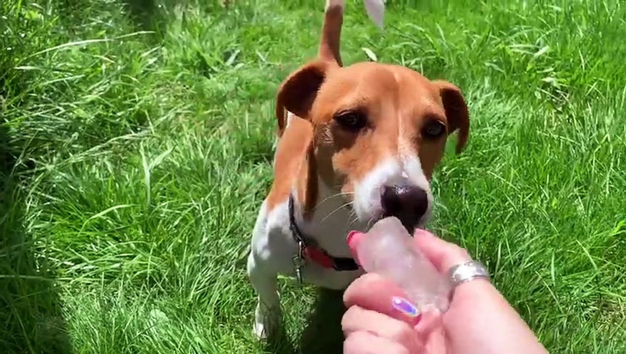 Animal charity shares tips to make sure pets ar...