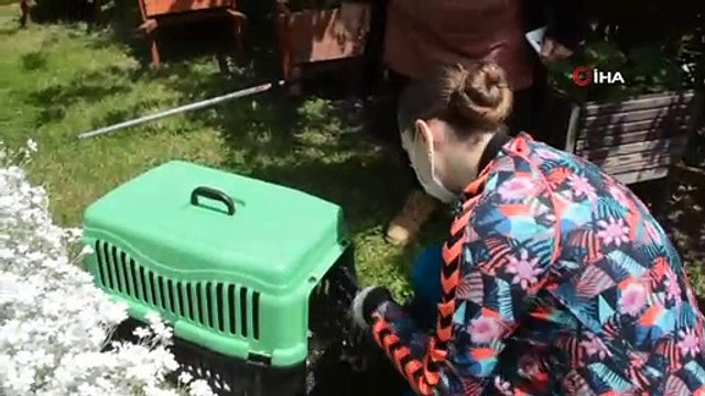 Kargaların saldırısına uğrayan martıyı vatandaşlar kurtardı