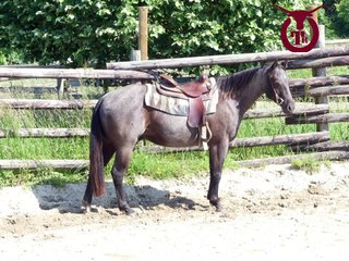 présentation blue du TR