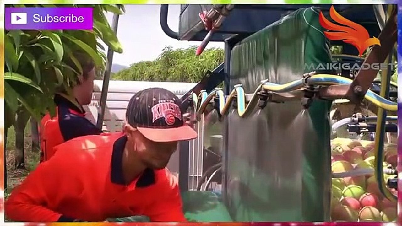 1M SEHARI HASIL PANEN MANGGA TERMAHAL SEDUNIA