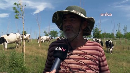 İBB, büyükbaş hayvan yetiştiricileri için destek başlattı