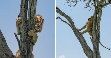 Kenya : un lion, poursuivi par un troupeau de buffles, se réfugie dans un arbre