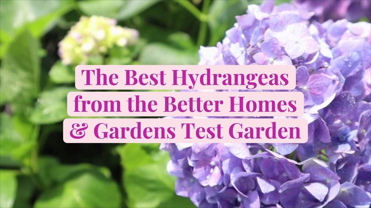 The Best Hydrangeas from the Better Homes & Gardens Test Garden