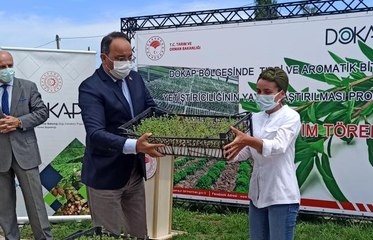 Kekik Fide Dağıtım ve Dikimi Tarla Günü