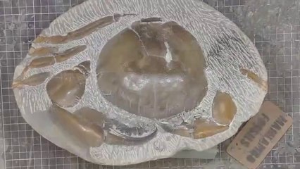 Il découvre un crabe fossilisé de 12 millions d'années dans une roche