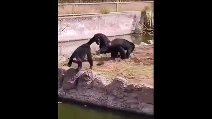 Des chimpanzés ont trouvé un nouveau jouet... pauvre tortue
