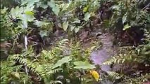 soothing capture during rainfall most soothing video ever seen