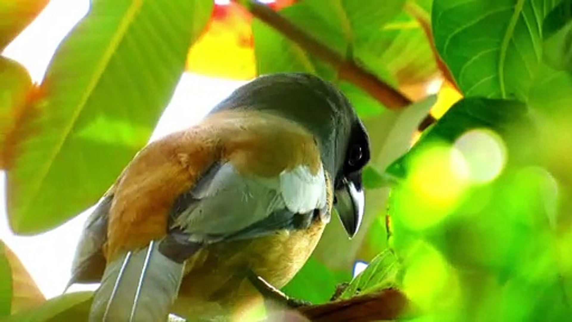 Rufous Treepie Different Call / Sound | Dendrocitta Vagabunda | Indian Treepie