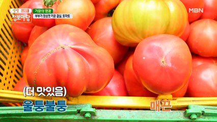 부부가 정성껏 키운 결실, 토마토