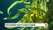 Seaweed - A superfood scoring super results for the environment