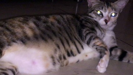 Magic super eyed kitty