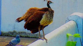 Friendship Between Peahen And Pigeon | Female Peafowl And Rock Pigeon | Nature And Wildlife