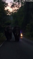 Elephants Teasing Each Other While Walking Down Road