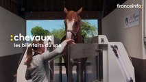 En Seine-Maritime, de la balnéothérapie de luxe pour les chevaux de sport