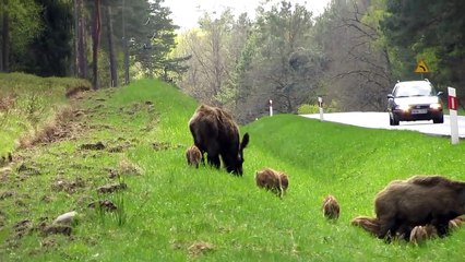 Une très grande famille de sangliers mange en bord de route