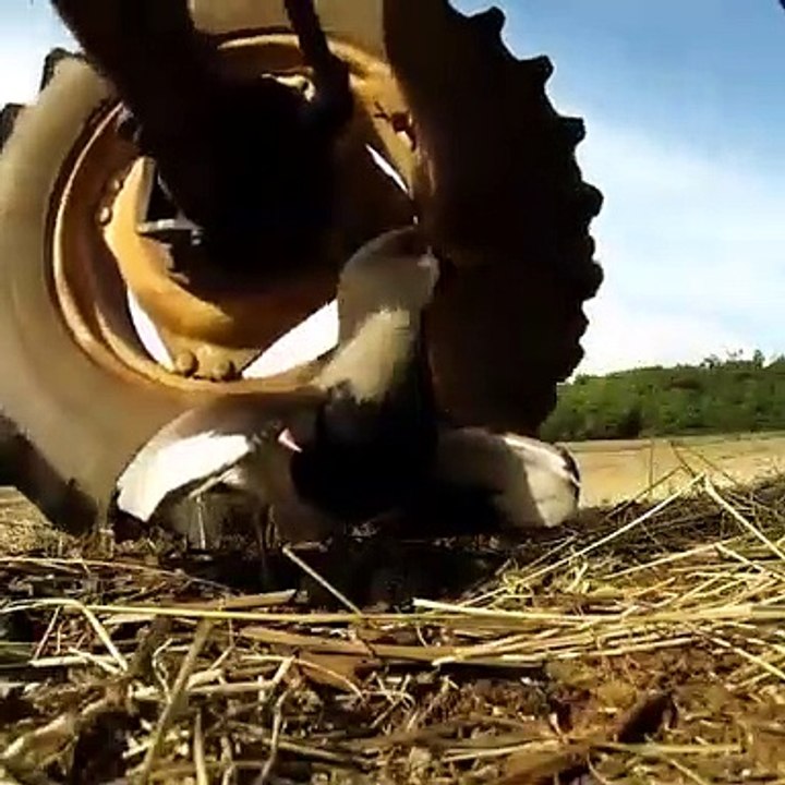 Une maman oiseau prend tous les risques pour protéger son nid face à une moissonneuse