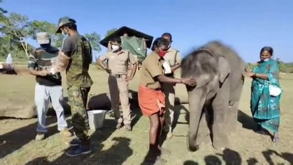 Hacen test a elefantes en la India para detectar si tienen covid