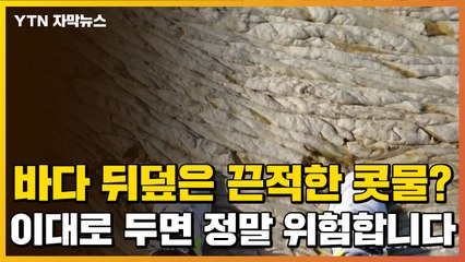 [자막뉴스] 바다 뒤덮은 끈적한 콧물? 심각한 수준의 재앙 / YTN