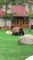 Grizzly Family Grazes on Grass