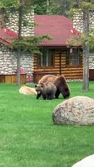 Grizzly Family Grazes on Grass